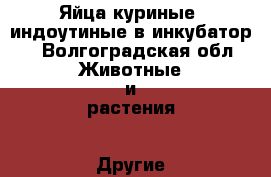 Яйца куриные, индоутиные в инкубатор. - Волгоградская обл. Животные и растения » Другие животные   . Волгоградская обл.